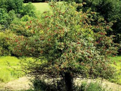 Family Heirlooms: Apples, Palms, Ferns, and More Image